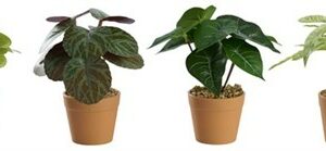 KUNSTIG PLANTE 7X7X15CM