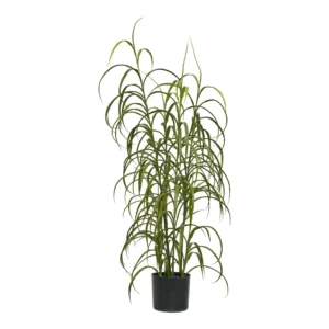 Græs Plante