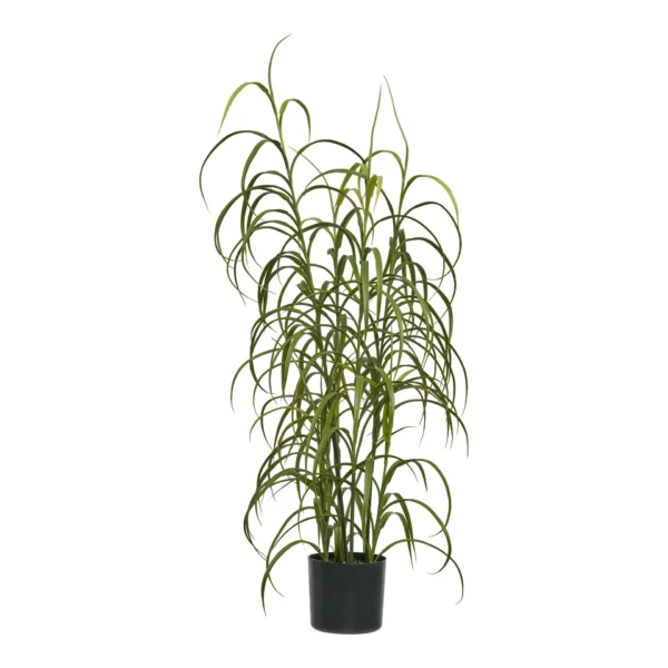Græs Plante