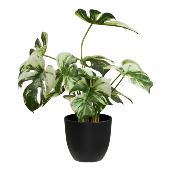 Monstera.